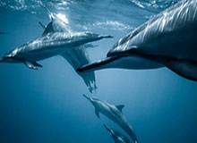 杨毅旧言论：霍华德排不进历史中锋前十 大帝&amp;amp;约基奇都比他强